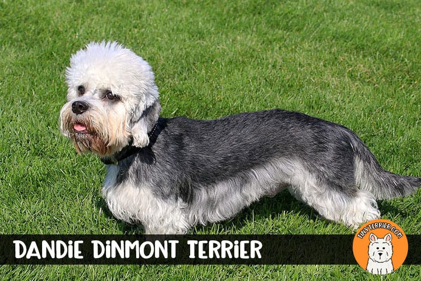 Dandie Dinmont Terrier