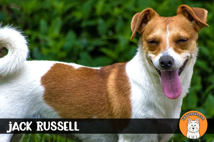 The Most Popular Dog Breeds of 2020