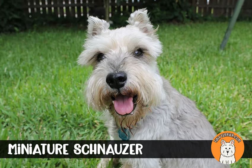 Miniature Schnauzer