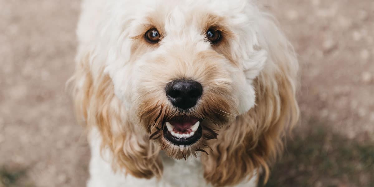 Favourite dog breeds for 2019