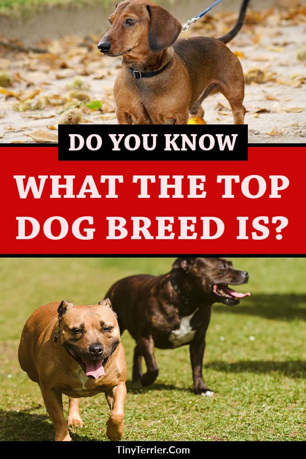 Do you know what the top breed is? Check out the survey results to discover the UK's best dog breed for 2019. Is it a staffie or a shnauzer? A collie or a labrador? Get the results of the top dog breeds for 2019 here! #dogs #dogsofpinterest #ilovedogs