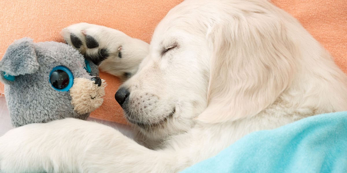 10 best puppy toys for 2019: Fun toys to beat puppy boredom