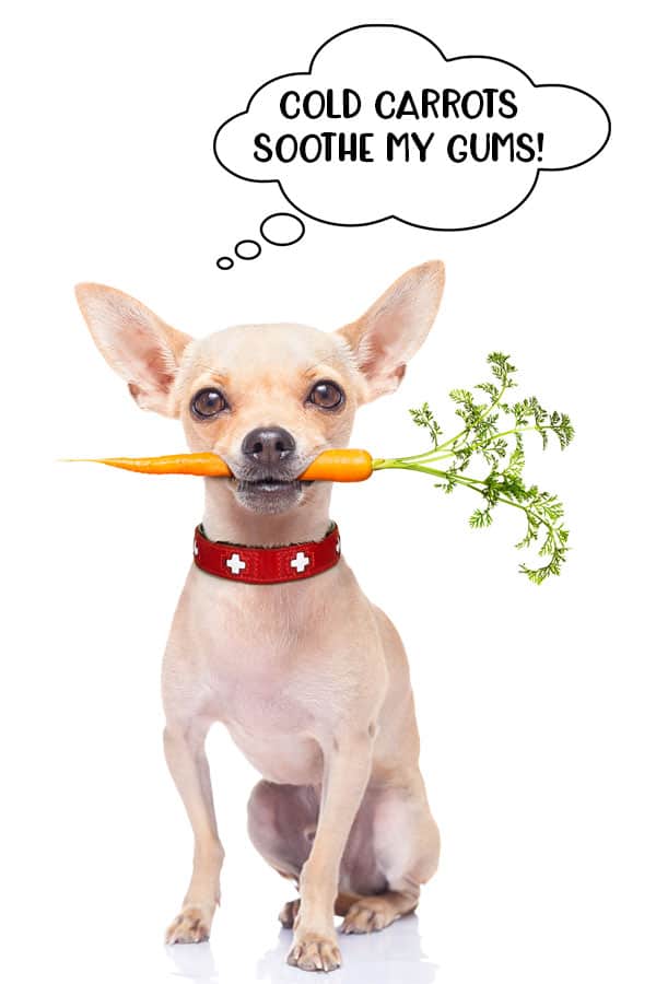 Cold carrots can help to soothe puppy gums when they are teething