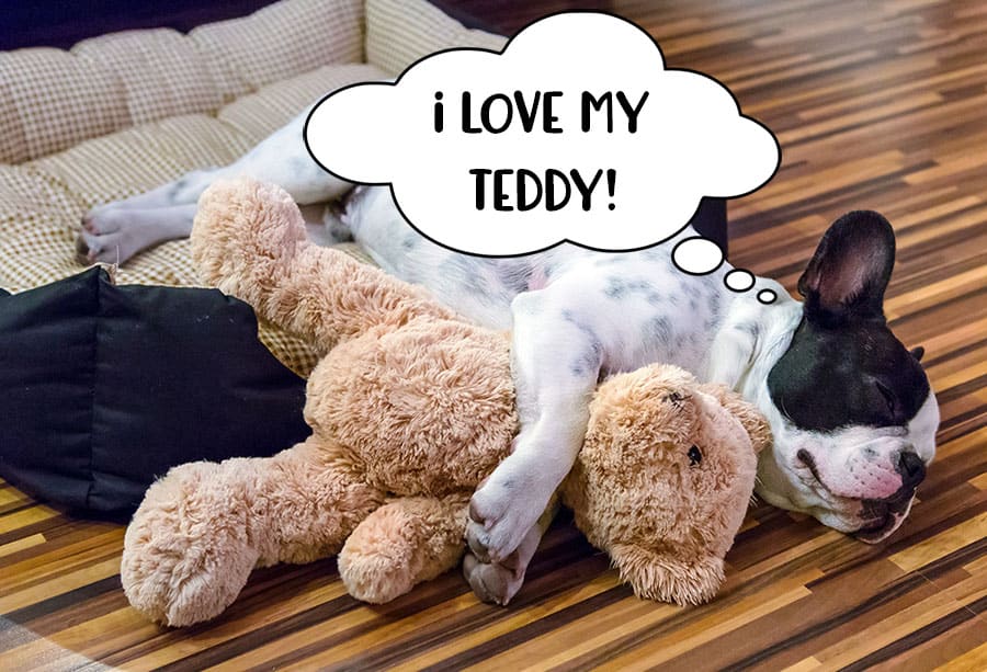 Sleeping dog cuddling his teddy