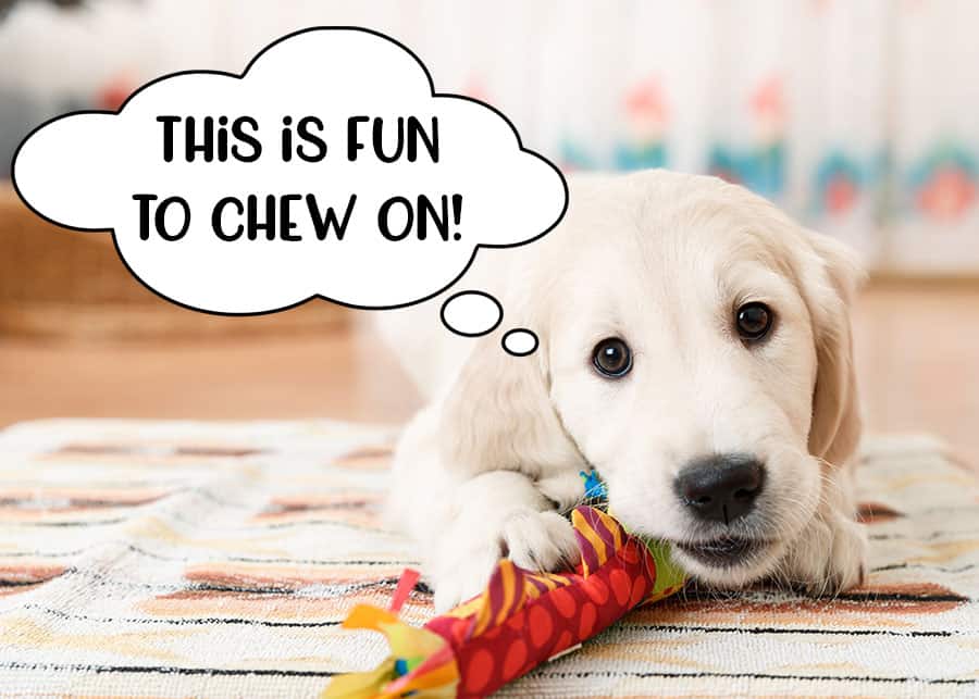 Labrador puppy with chew toy