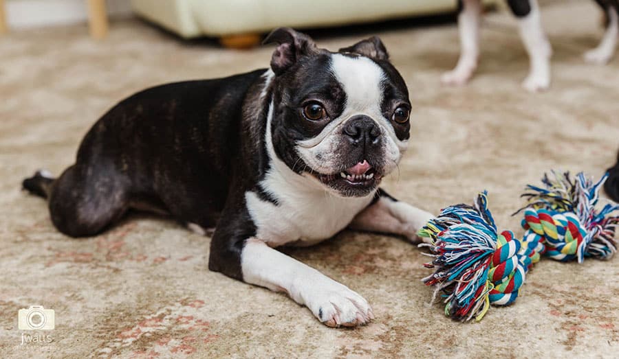 Boston terrier puppy with rope toy