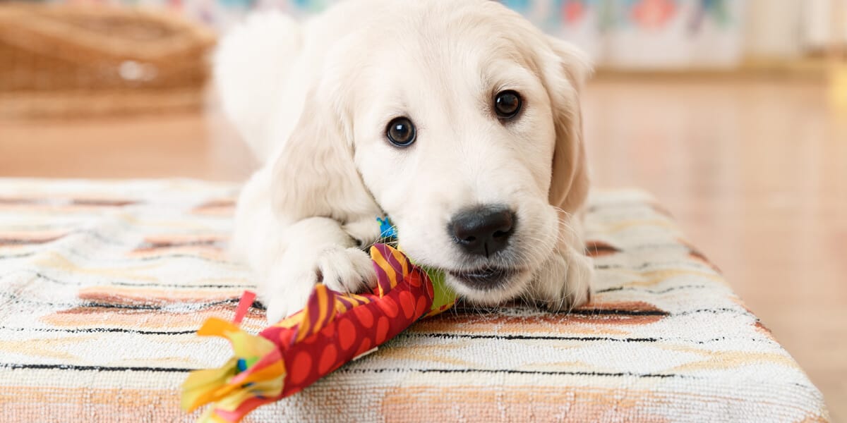 plastic donut dog toy