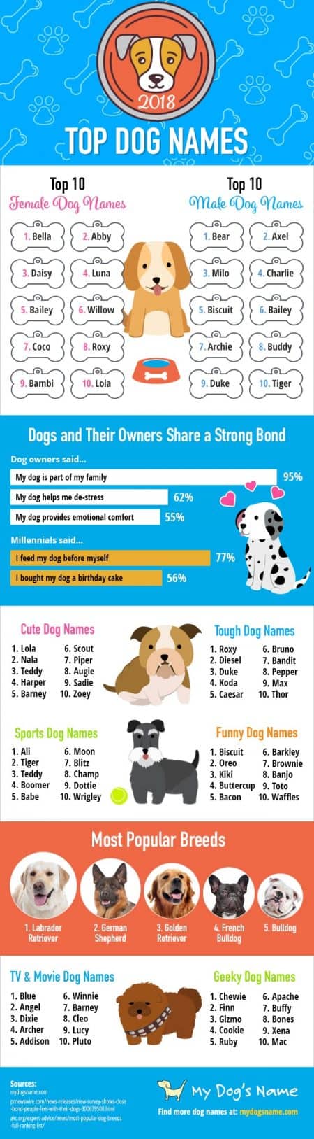 Top 20 Best Dog Names For 2019 boys Girls Tiny Terrier