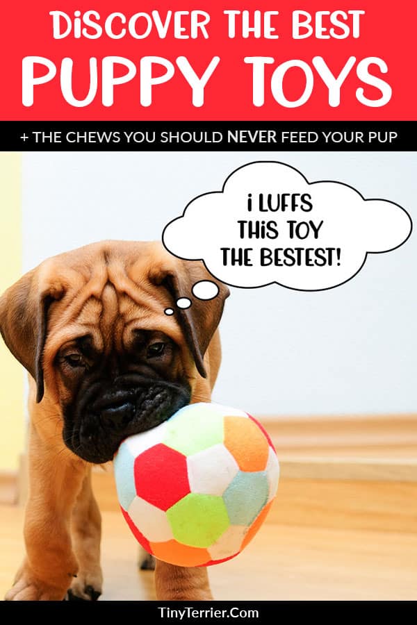 How do you choose the best toy for your puppy? With all the toy choices out there, here’s our pick of the best puppy toys for 2019. Plus, learn about the dangerous chews that you should NEVER feed to your puppy. #puppy #puppies #dogtoys #dogtoy