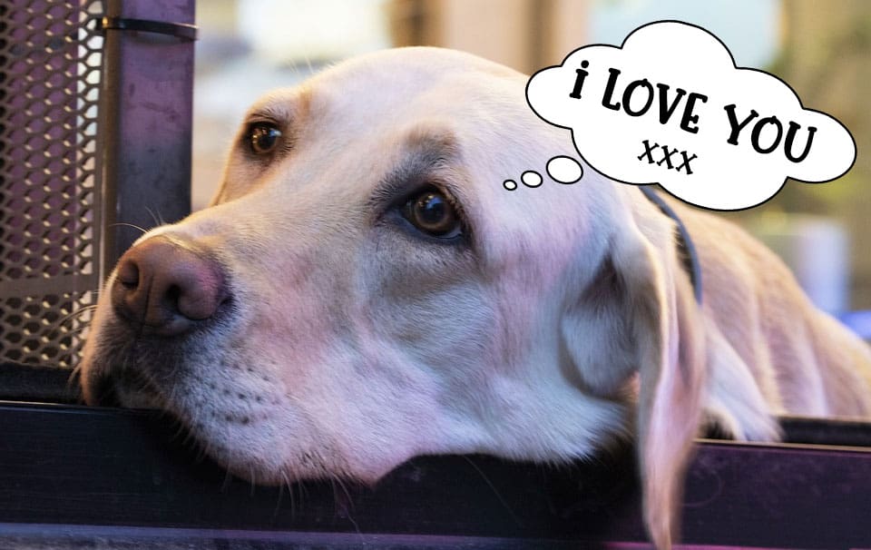 Labrador retriever saying 'I love you' to his owner