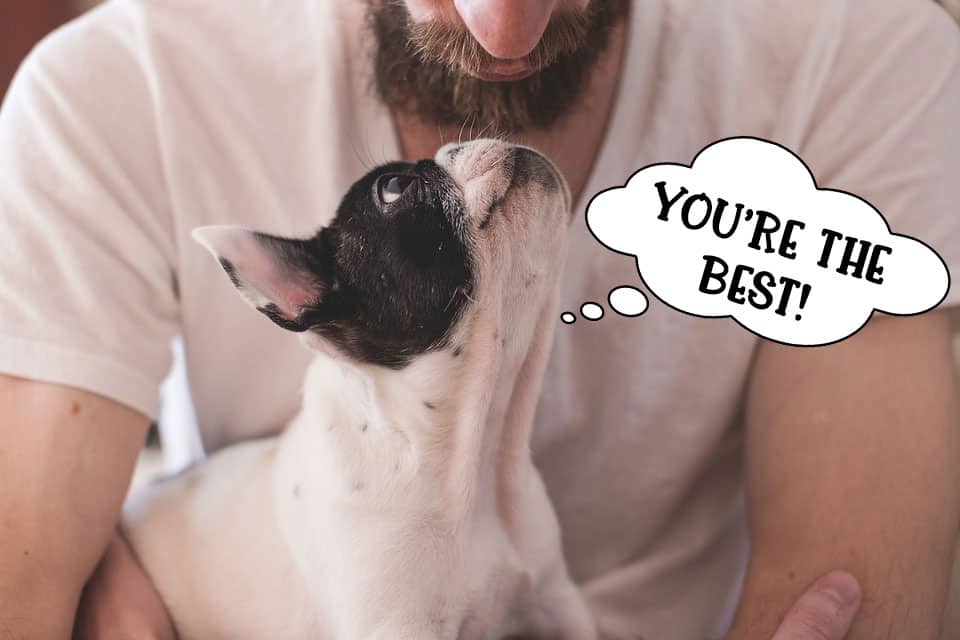 French bulldog dog staring lovingly at owner saying 'You're the best'