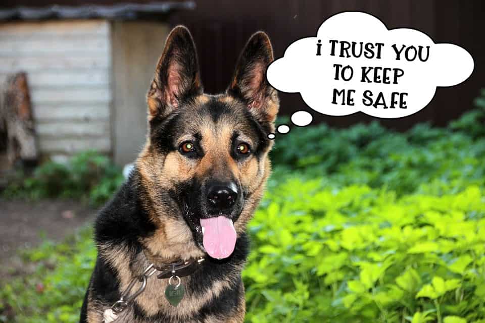 German Shepherd dog staring at owner to keep him safe