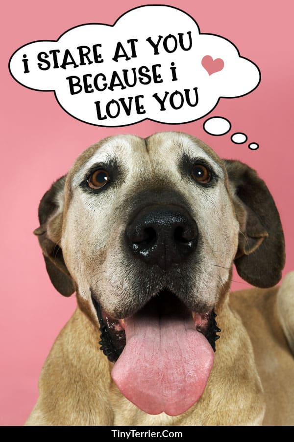 What does it mean when a dog store stares at you