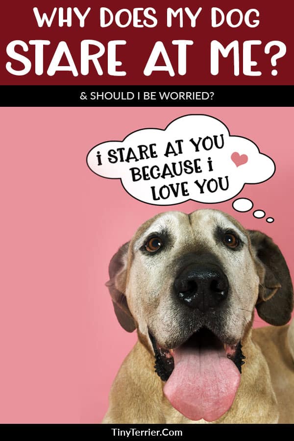 Have you ever wondered “why does my dog stare at me”? It can be a little unnerving when your dog is staring at you, but you probably don’t need to worry as it’s a way of them showing you that they love and trust you. #dogs #petcare #dogowner
