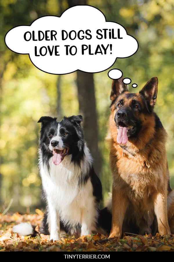 Best Toys and Games for Senior Dogs – American Kennel Club