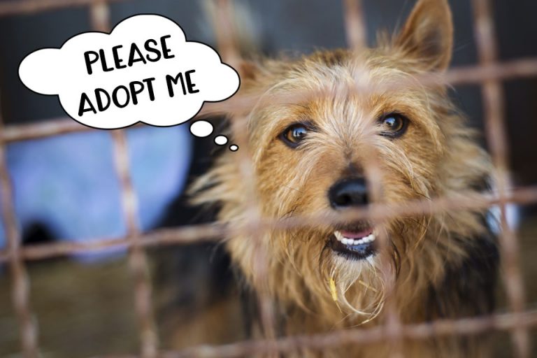 10 Fabulous Reasons to Adopt a Rescue Dog | Tiny Terrier