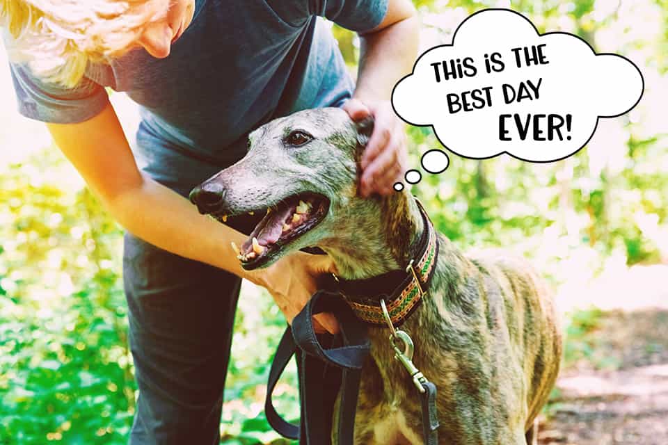 Sighthound in the woods having the best day EVER!