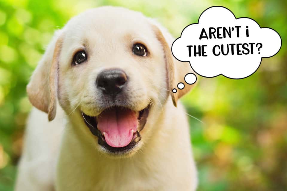 Cute labrador hot sale