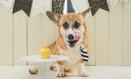 Easy dog birthday ideas