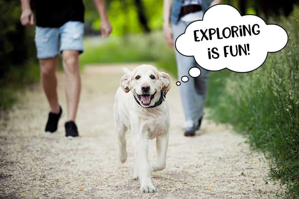 Dog exploring the woods on a fun, interactive walk with his new owners.