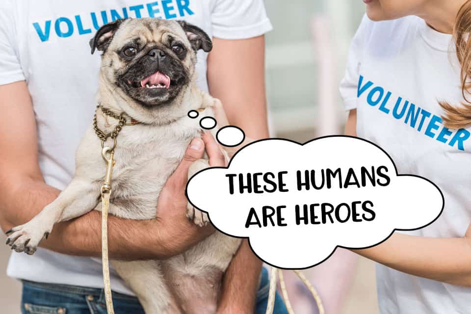 Dog rescue volunteers are heroes