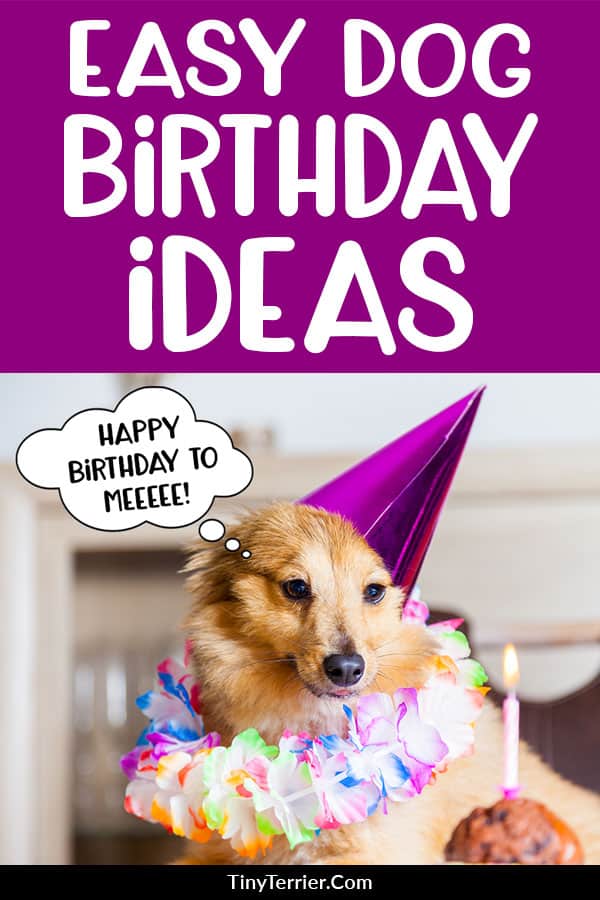 Ever wondered how to celebrate your dog’s birthday? It’s a special occasion that comes around just once a year, so don’t let it pass you by – give your dog a birthday party he’ll never forget with these easy dog birthday ideas. #dogbirthday #pawty #dogs