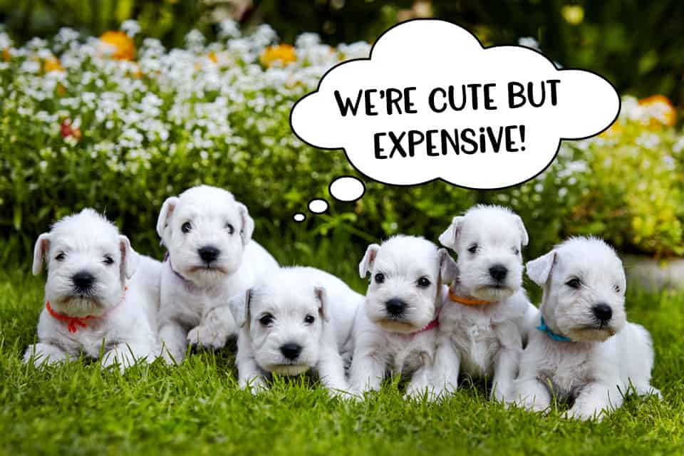 White Schnauzer puppies sitting in a row