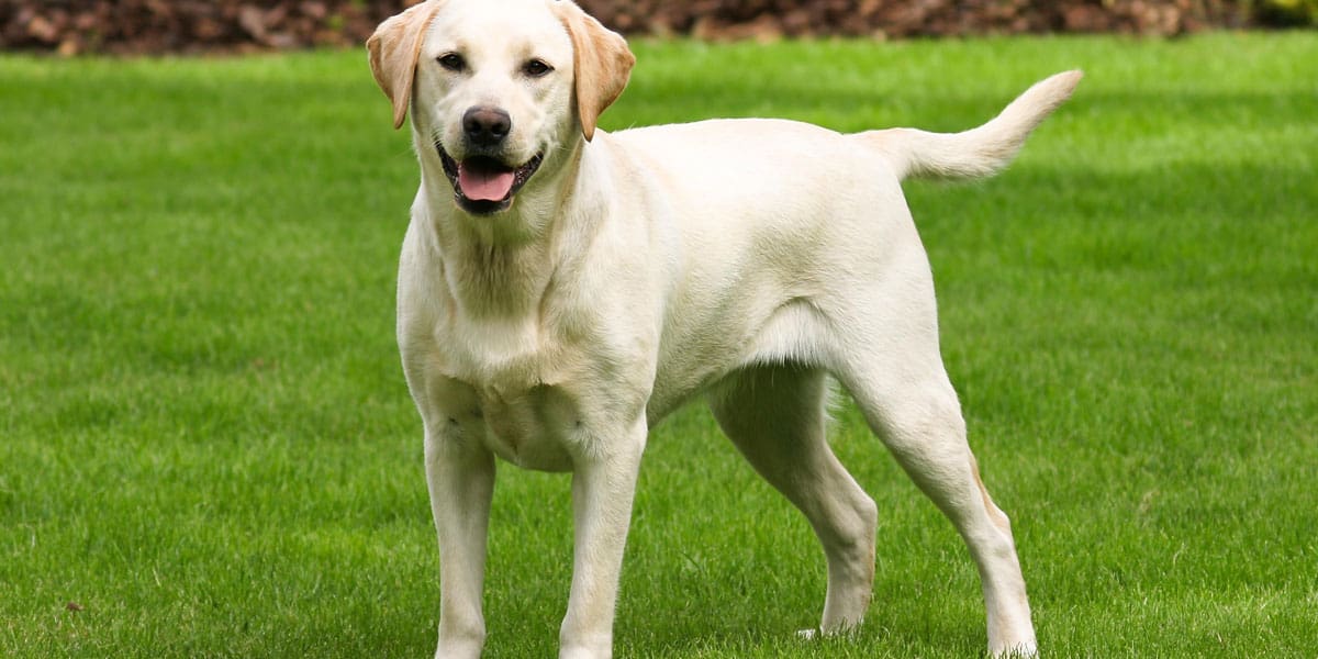 how fast are labrador retrievers