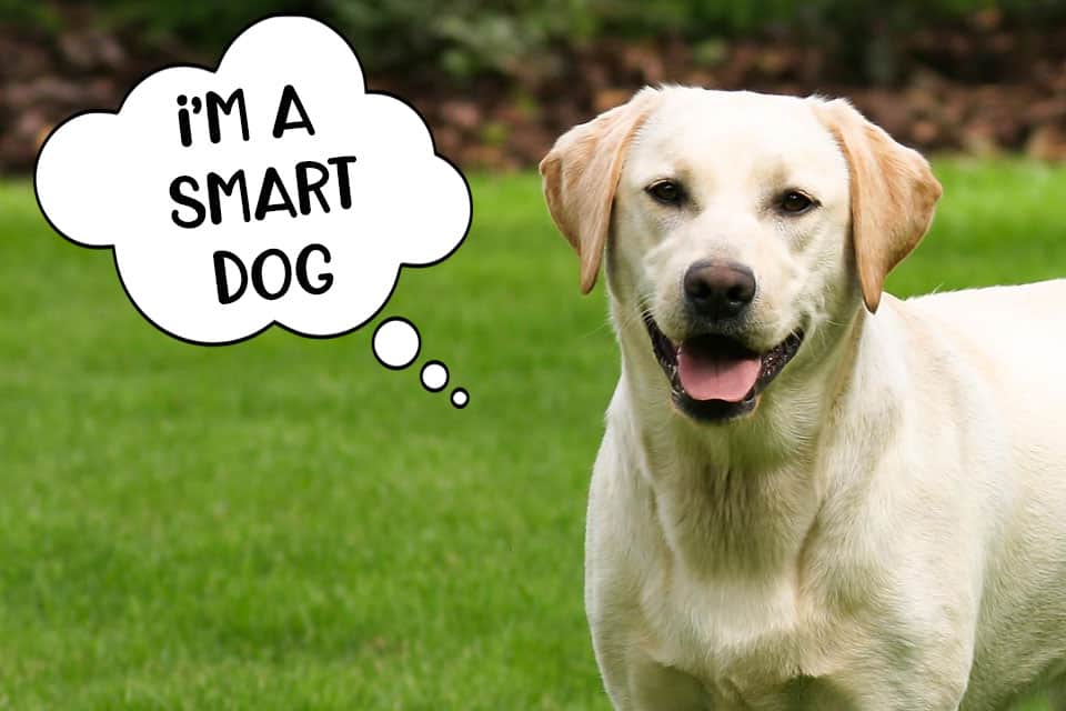 Labradors are smart dogs