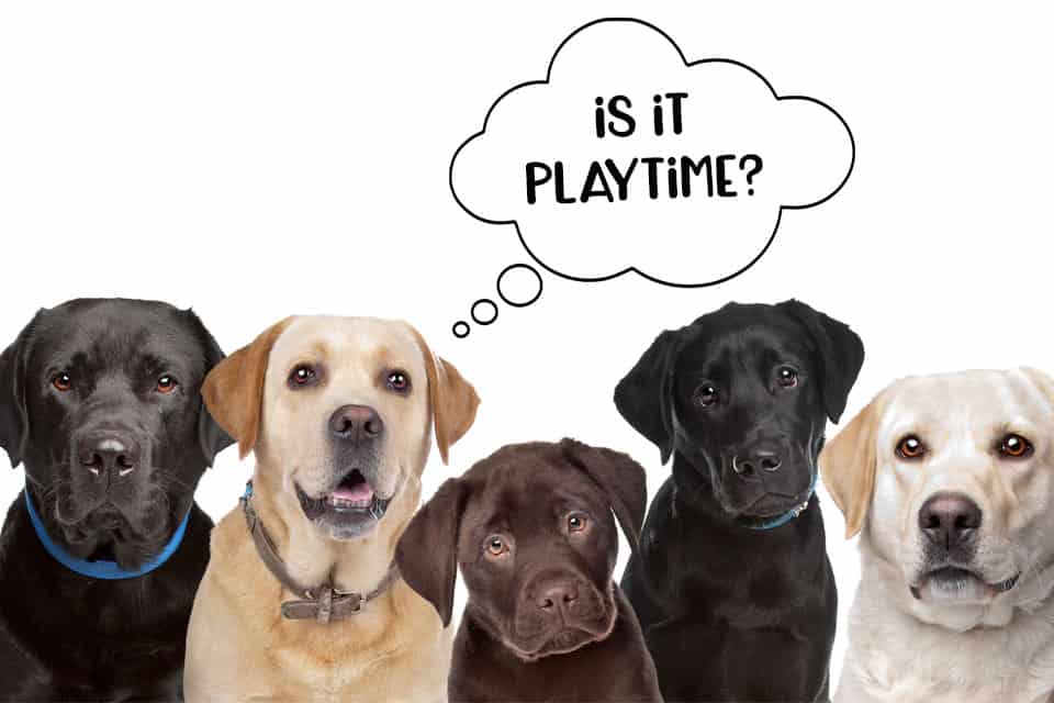 Group of labrador retrievers in yellow, chocolate and black colours