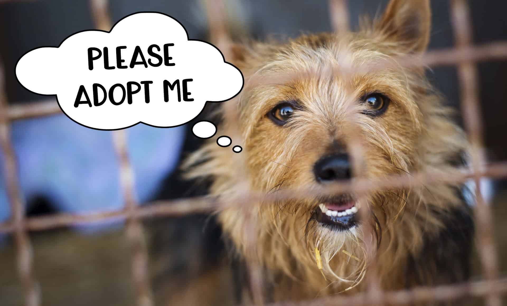 10 fabulous reasons to adopt a rescue dog