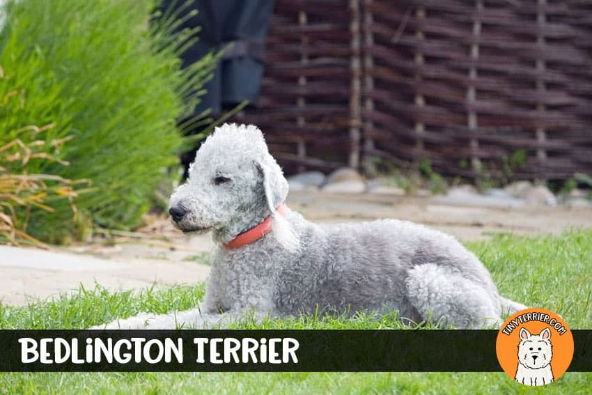 Bedlington Terrier