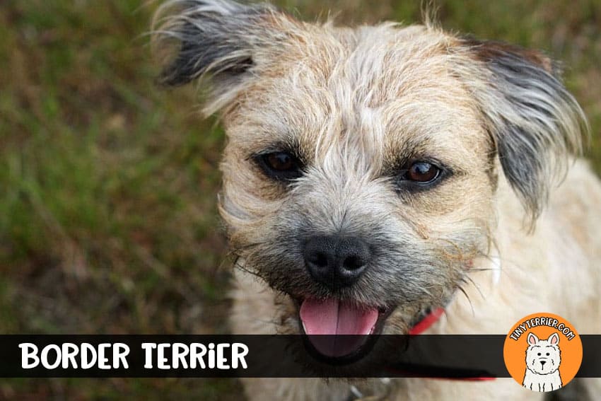 Border Terrier