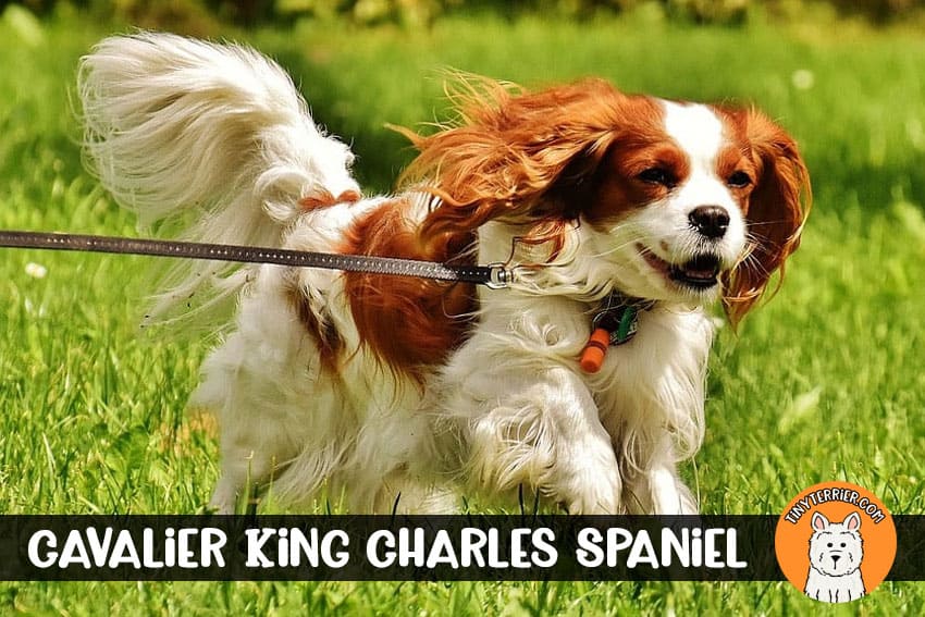 Cavalier King Charles Spaniel