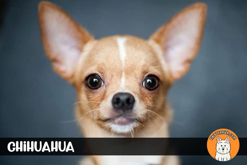 Chihuahua