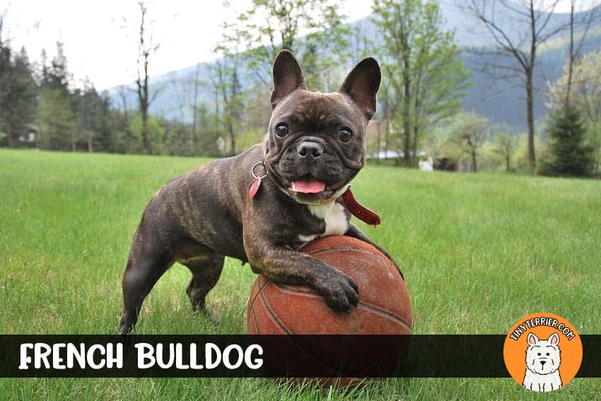 French Bulldog