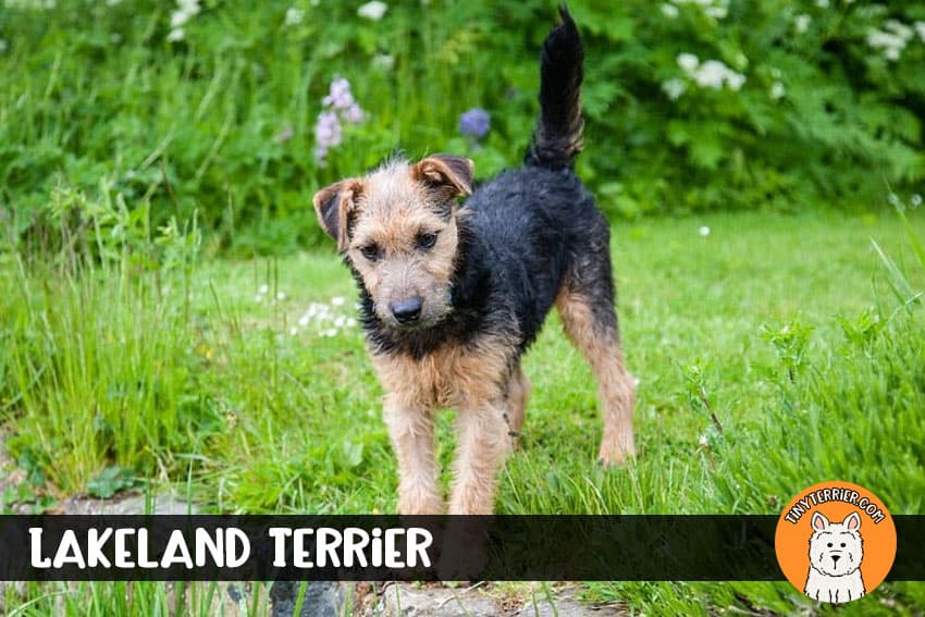 Lakeland Terrier