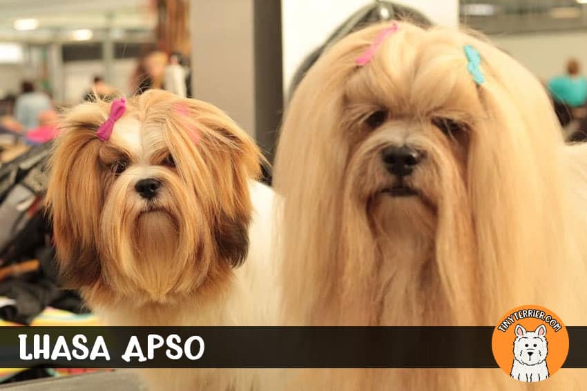 Lhasa Apso