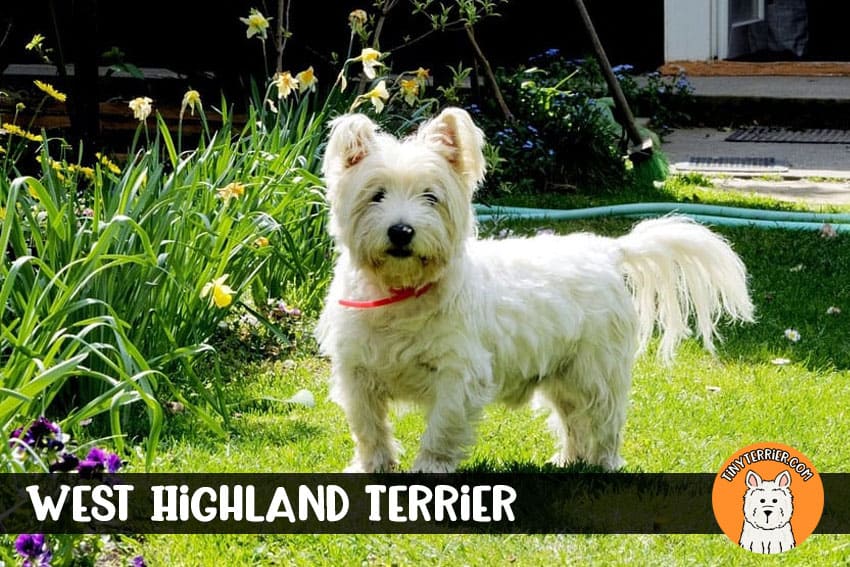 West Highland Terrier