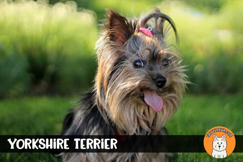 Yorkshire Terrier