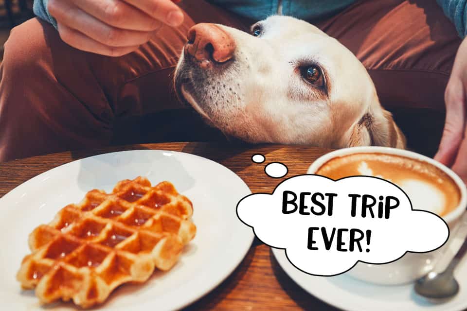 Dog in coffee shop with owner being fed a waffle