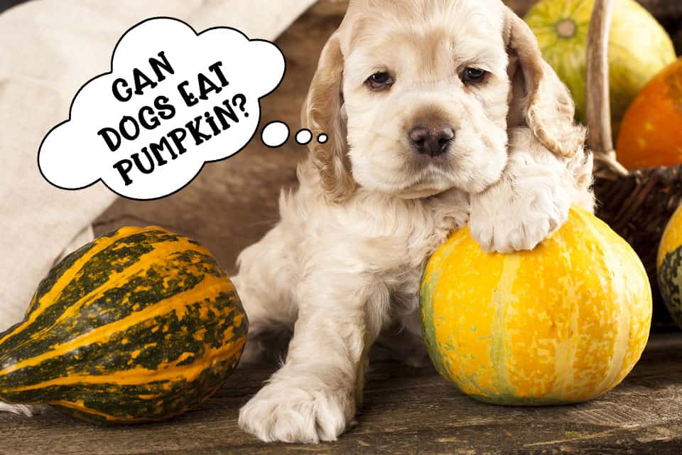 Can dogs eat pumpkin?