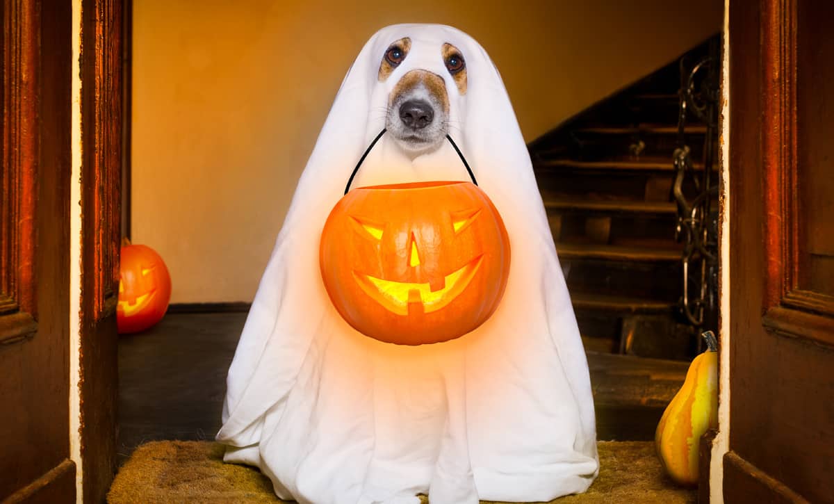 Easy DIY Halloween Dog Costumes to Make