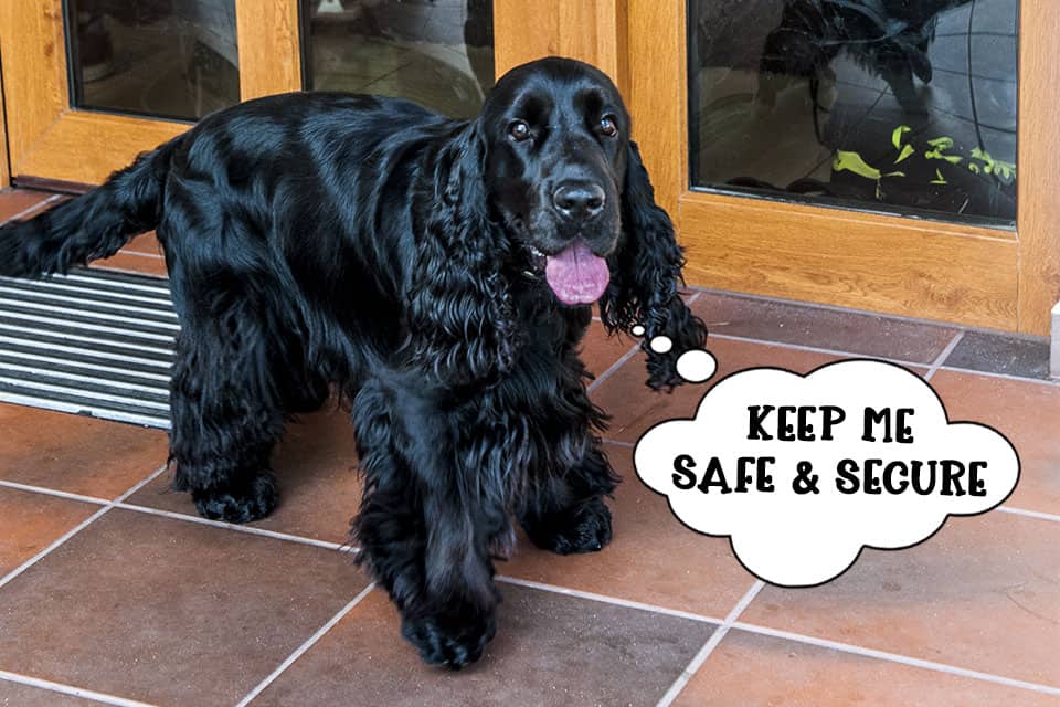 Spaniel dog by the front door