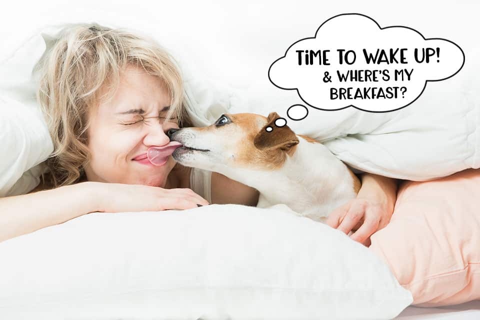 Dog licking his owners face in bed