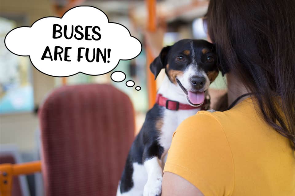 Dog on a bus with his owner