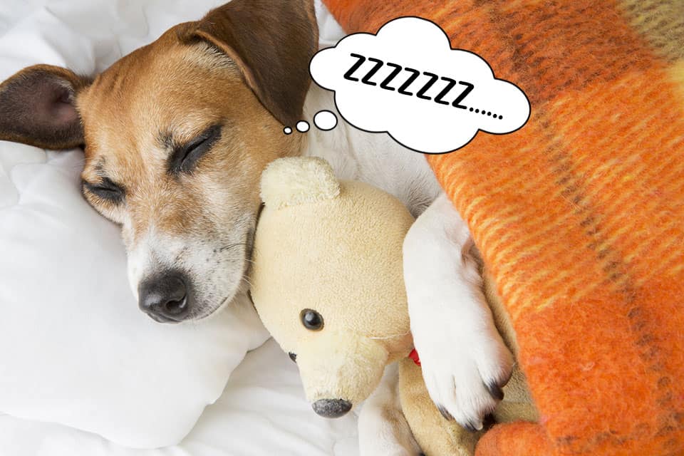 Dog sleeping in bed with his teddy