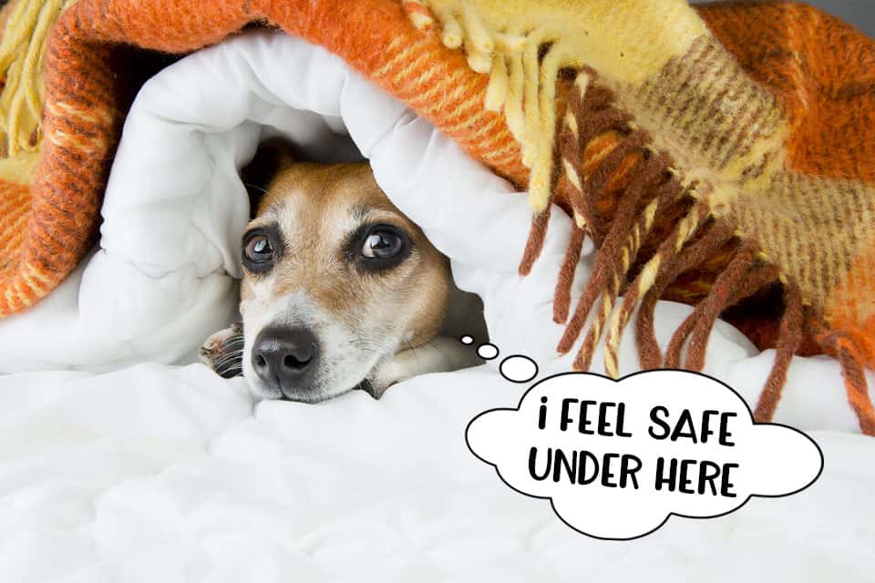 Small dog hiding under the duvet