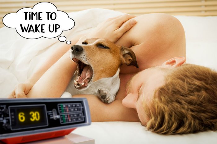 how-to-stop-your-dog-from-waking-you-up-at-night-part-6-shorts-youtube