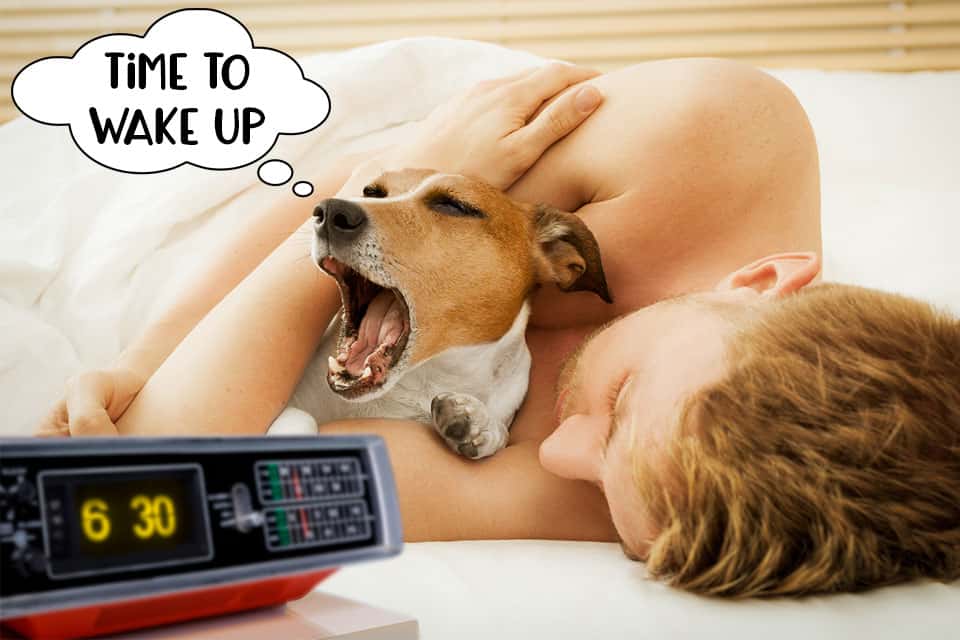 Dog waking up and yawning